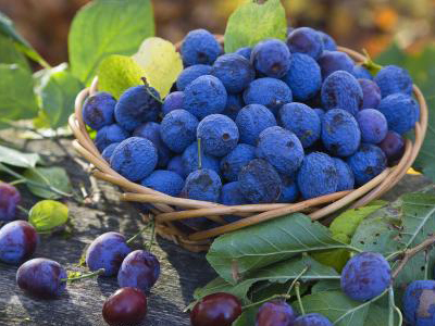 蓝莓的主要价值