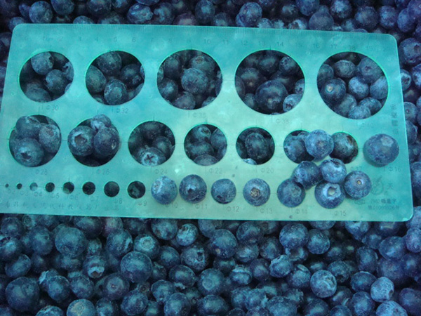 速冻蓝莓